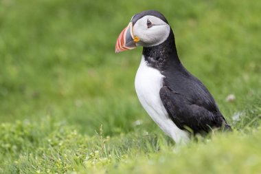 Shetland Adası Deniz cliff yeşil çimenlerin üzerinde dinlenme martı