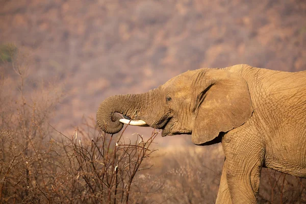 Közeli fel egy elefánt étkezési kéreg a száraz tüskés cserje — Stock Fotó