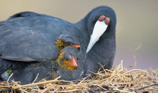 Red Knobbed Coot sitting on a nest with two chicks protecting — Stock Photo, Image