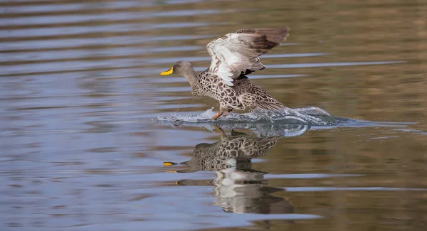 Single Yellow Billed Duck landing with a splash on a pond — Stock Photo, Image