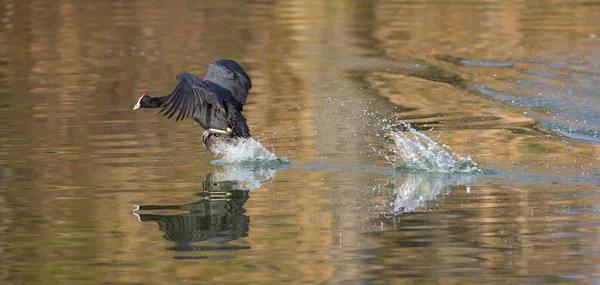 Single Red Knobbed Coot running on water of a pond with a splash — Stock Photo, Image