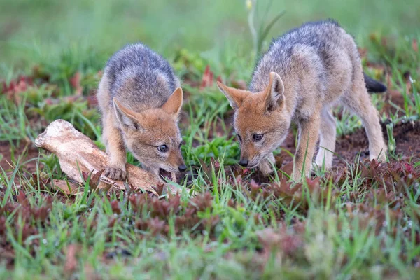 Deux chiots chacals à dos noir mâchant un os dans de l'herbe verte — Photo