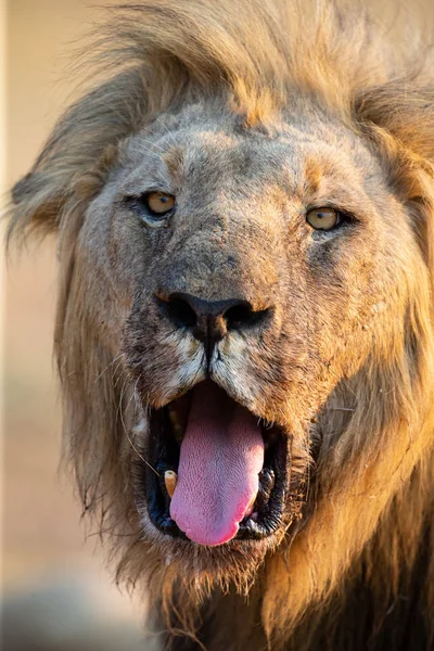 León macho con una melena enorme y dientes largos bostezar con después de comer —  Fotos de Stock