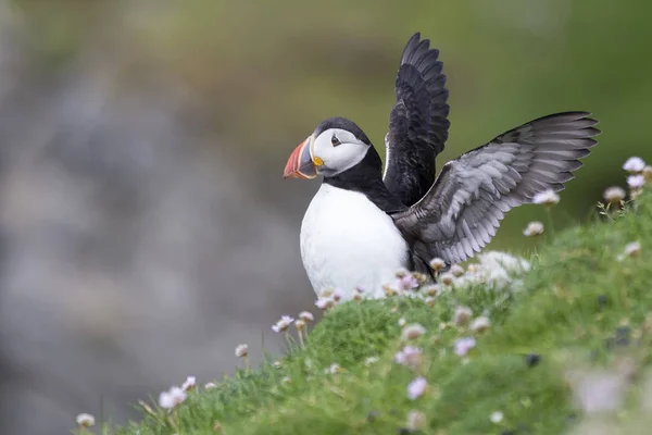 Lunnefågel på Shetland Island vilar i grönt gräs och små vita — Stockfoto