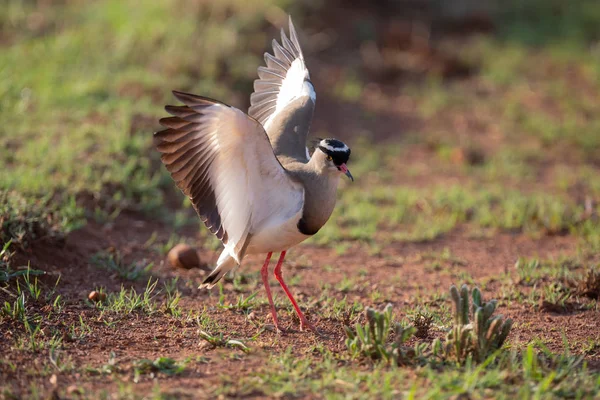 Crowned Lapwing trying to fend off a small snake — Stock Photo, Image