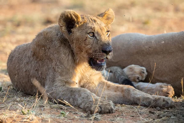 Young lioness lying down in shade to rest after feeding — Stock Photo, Image