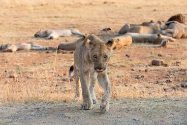Yalnız dişi aslan yiyecek için kuru kahverengi ot avı ile yürüyor