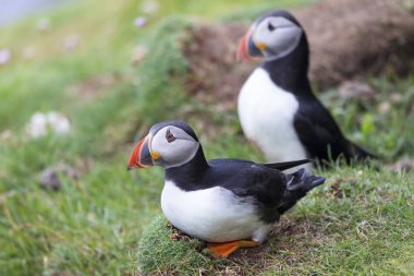 Shetland Adası Deniz CLI yeşil çimenlerin üzerinde oturan iki Puffins