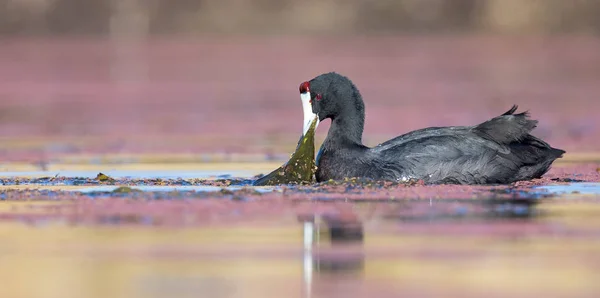 둥지에서 병아리를 찾고 있는 빨간 노브드 쿠트 — 스톡 사진