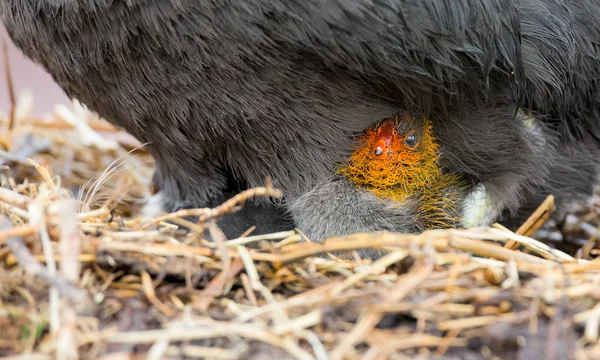 Red Knobbed Coot sitting on a nest with one chick protecting — Stock Photo, Image