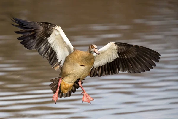 Single Egyptian Goose landing with a splash on a pond — Stock Photo, Image