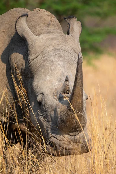 Portretul unui rinocer alb mare care se hrănește cu iarbă maro — Fotografie, imagine de stoc
