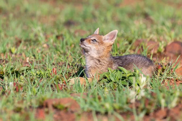 Lone Black Backed Jackal pup sitting in short green grass explor — Stock Photo, Image