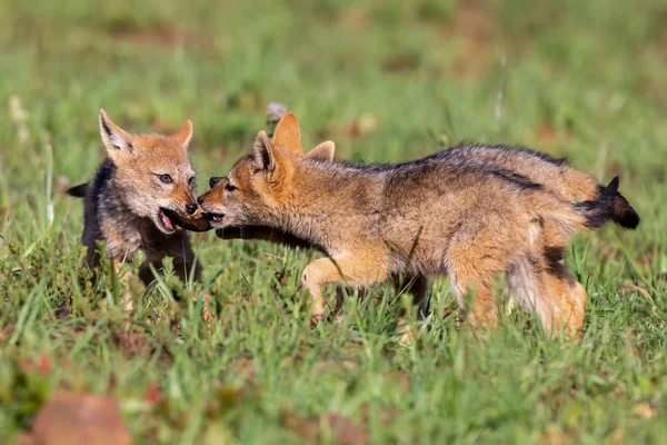 Trois chiots chacals à dos noir jouent dans l'herbe verte courte à d — Photo