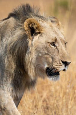 Yalnız aslan erkek yiyecek için kuru kahverengi çim avı ile yürüyüş