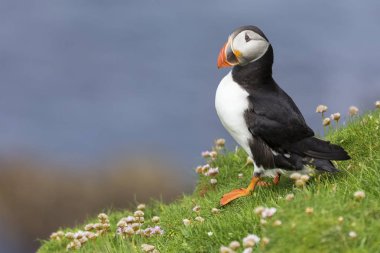 Shetland Adası dinlenme yeşil çim ve küçük beyaz martı