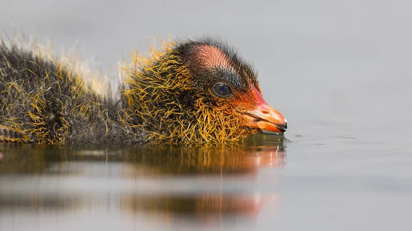 One Red-knobbed coot chick swims on still water pond — Stock Photo, Image