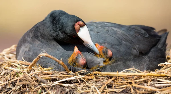 Red Knobbed Coot sitting on a nest with two chicks protecting — Stock Photo, Image