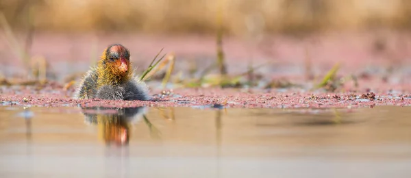 One Red-knobbed coot chick swims on still water pond — Stock Photo, Image