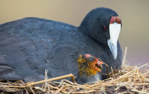 Röd Knobbed coot sitter på ett bo med en chick skydda — Stockfoto