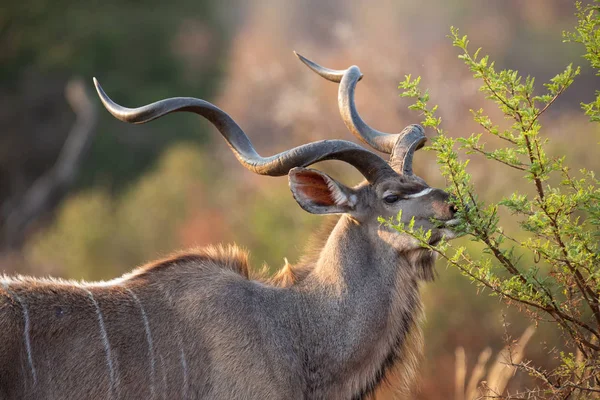 Maduro toro kudu con grandes cuernos rizados comer de árbol de espinas —  Fotos de Stock