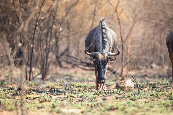 Lone Blue Wildebeest pastando en brotes verdes sobre hierba quemada —  Fotos de Stock