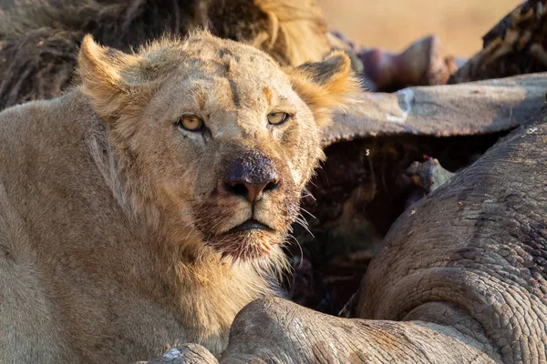 Leão zangado e faminto alimenta-se da carcaça de rinoceronte morto — Fotografia de Stock
