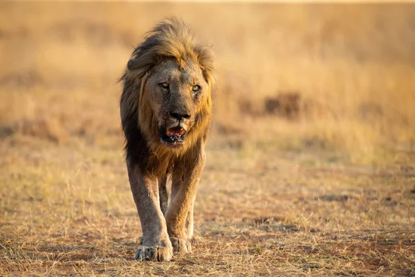 Lone lion mâle marche à travers la chasse à l'herbe brune sèche pour la nourriture — Photo