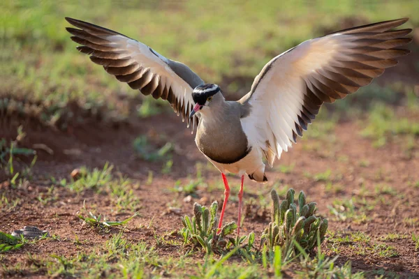 Crowned Lapwing trying to fend off a small snake — Stock Photo, Image