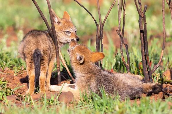 Two Black Backed Jackal puppies play in short green grass to dev — Stock Photo, Image