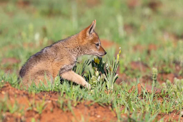 Lone Black Backed Jackal pup sitting in short green grass explor — Stock Photo, Image