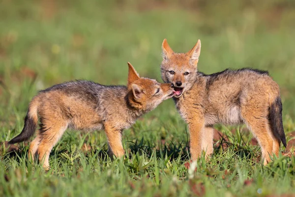 Two Black Backed Jackal puppies play in short green grass to dev — Stock Photo, Image