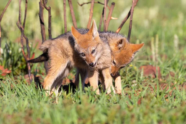 Two Black Backed Jackal puppies play in short green grass to dev — Stock Photo, Image