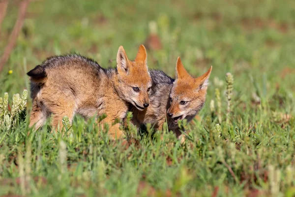 Two Black Backed Jackal puppies play in short green grass to dev — Stock Photo, Image