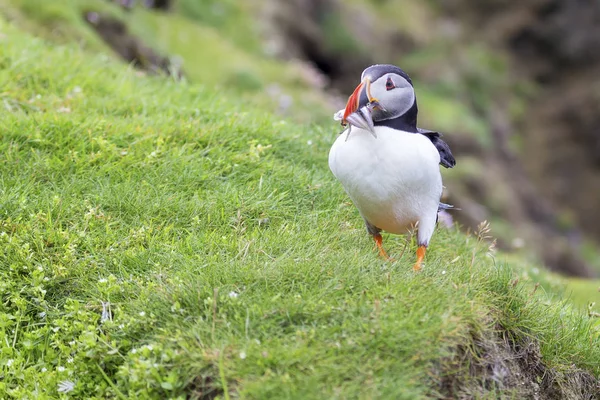 Puffin llevando peces a un nido en la isla Shetland para sus polluelos —  Fotos de Stock