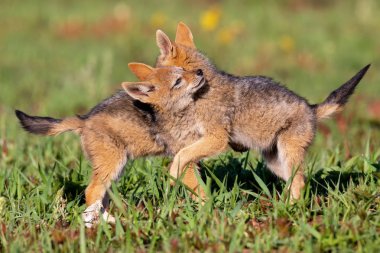 İki siyah destekli jackal yavru dev için kısa yeşil çim oynamak