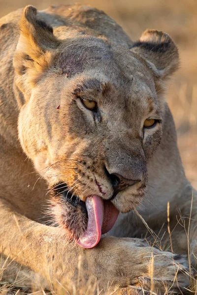 Portrait Big Lioness Licking Blood Her Face Eating Kill — Stock Photo, Image