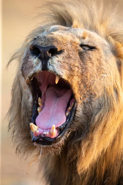 Lion male with a huge mane and long teeth yawn with after eating — Stock Photo, Image