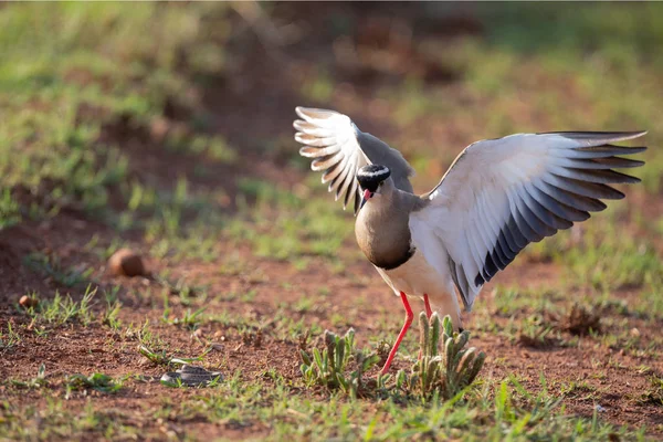 Crowned Lapwing trying to fend off a small snake — Stock Photo, Image