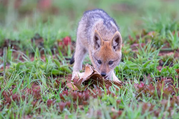 Lone Black Backed Jackal pup chewing on a bone in green grass — Stock Photo, Image