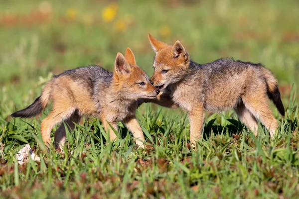 Zwei schwarze Rückenschakalwelpen spielen im kurzen grünen Gras, um — Stockfoto