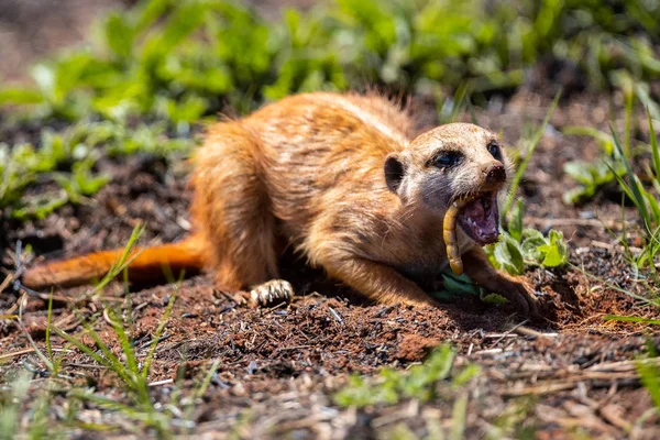 Meerkat scavare nel terreno per cacciare i vermi per mangiare alla luce del sole — Foto Stock