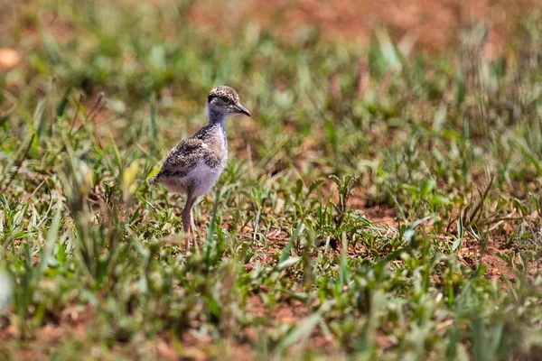 短い緑の草の中を歩く赤ちゃんの冠したひよこ — ストック写真