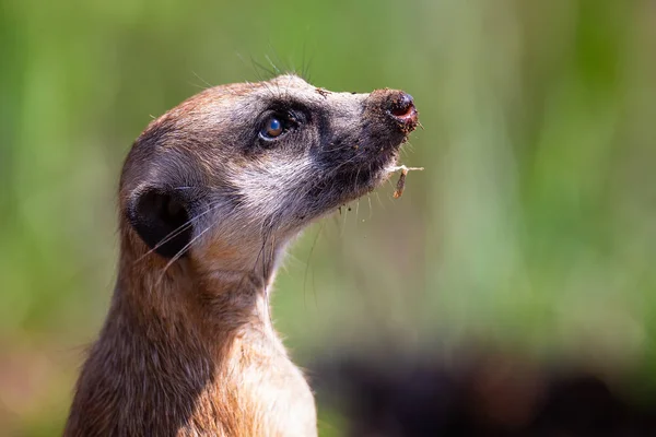 Meerkat standing as lookout in sunlight to warn family of danger — Stock Photo, Image