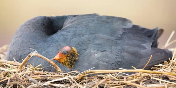 Red Knobbed Coot sitting on a nest with one chick protecting — Stock Photo, Image