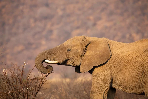 Close-up of an elephant eating bark from dry thorn shrub — Stock Photo, Image