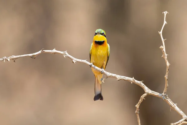 Close-up of a Little Bee Eater taking sitting on perch waiting f — Stock Photo, Image
