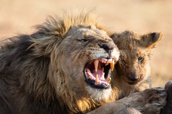 Angry and hungry lion feed on the carcass of dead rhino — Stock Photo, Image