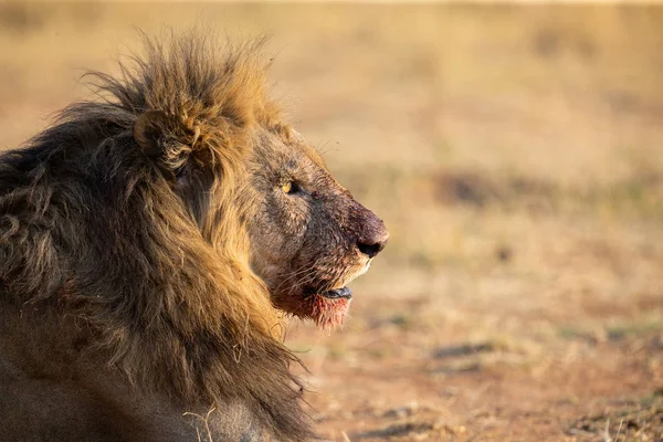 Ritratto di un leone maschio con sangue sul viso dopo aver mangiato una ca — Foto Stock