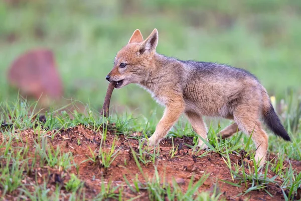 Lone Black Backed Jackal pup chewing on a bone in green grass — Stock Photo, Image